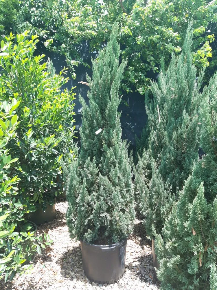 Local outdoor landscaping in Clear Lake, TX - Hill Tree Landscape