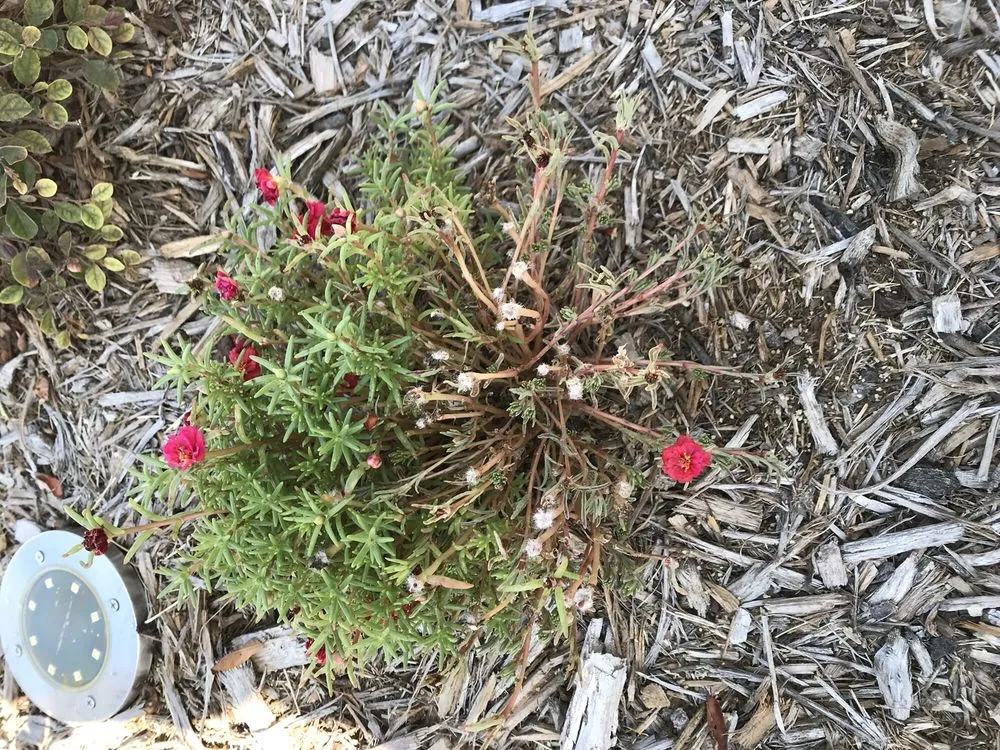 Local garden landscaping for year-round maintenance in Clear Lake, TX by Hill Tree Landscape