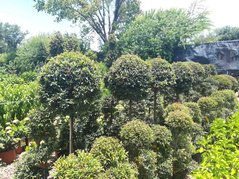 Reliable lawn care service experts serving Clear Lake, TX - Hill Tree Landscape
