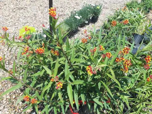 Affordable yard cleanup service for year-round maintenance in Clear Lake, TX by Hill Tree Landscape