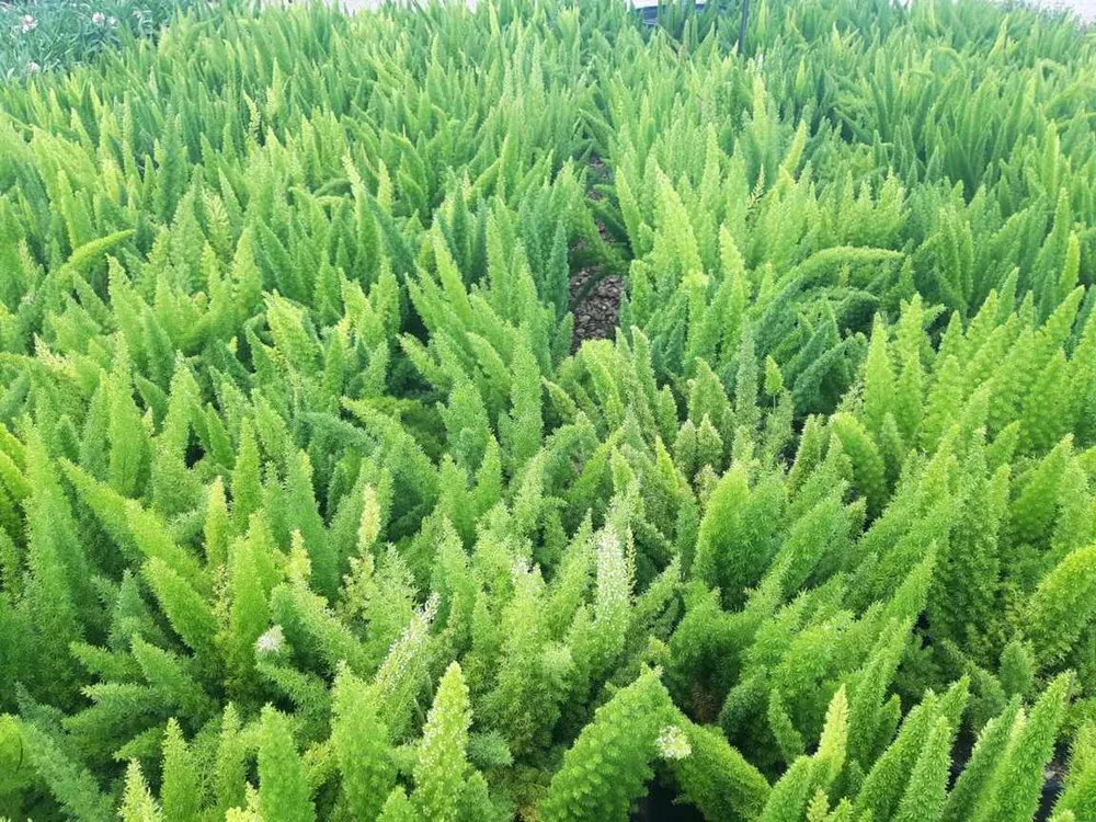 Local residential landscaping for homes across Clear Lake, TX - Hill Tree Landscape
