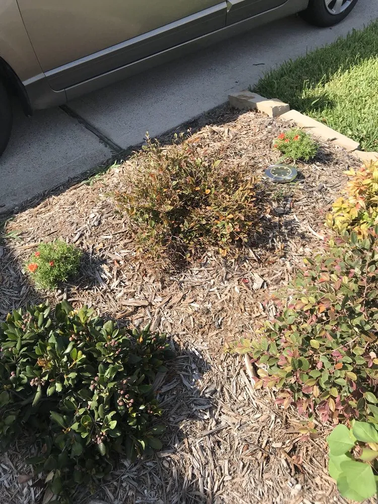 Top-rated lawn care service for outdoor upgrades across Clear Lake, TX - Hill Tree Landscape
