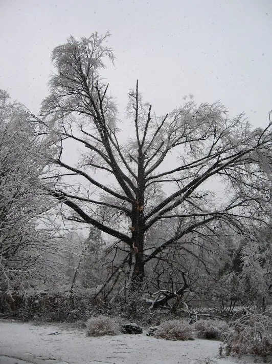 Local landscaping services near you in Newburgh, NY by Hill Treekeepers