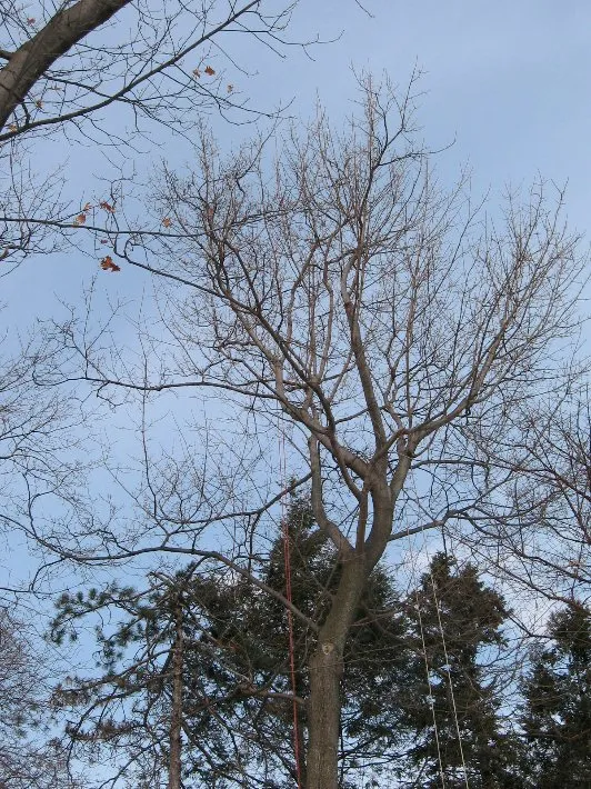 Professional yard cleanup service for residential properties across Newburgh, NY - Hill Treekeepers