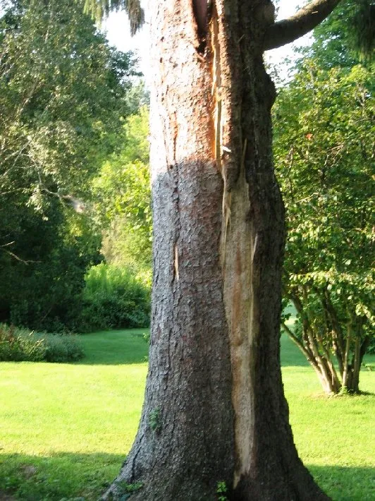 Local garden landscaping in Newburgh, NY by Hill Treekeepers