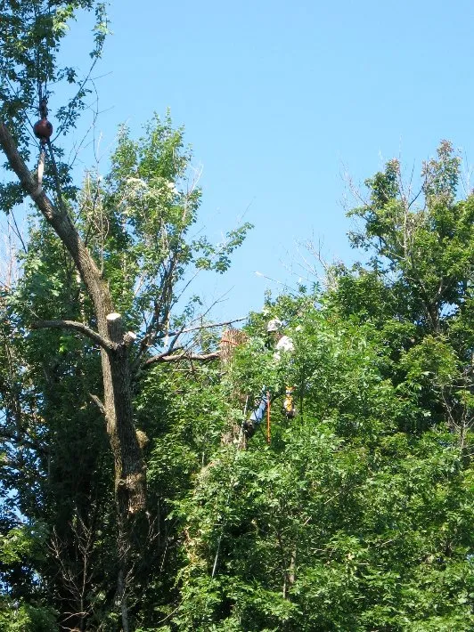 Expert lawn care service for year-round maintenance in Newburgh, NY by Hill Treekeepers