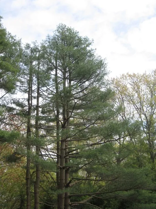 Local lawn mowing service in Newburgh, NY - Hill Treekeepers