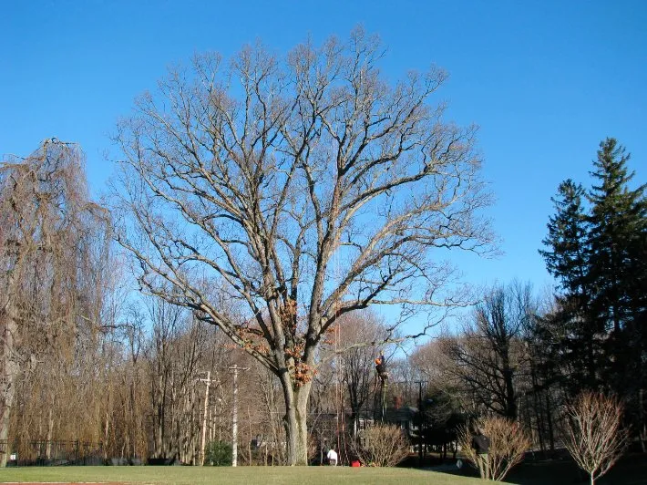 Affordable yard maintenance in Newburgh, NY by Hill Treekeepers