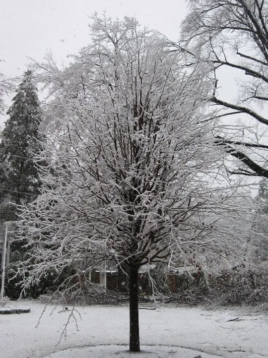 Expert lawn mowing service with custom design across Newburgh, NY - Hill Treekeepers