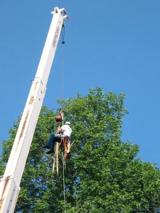 Reliable yard cleanup service in Newburgh, NY - Hill Treekeepers