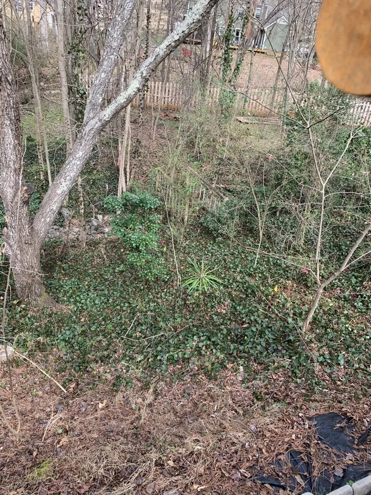 Professional yard maintenance for beautiful yards in Charlotte, NC by Hill Tribe Logging