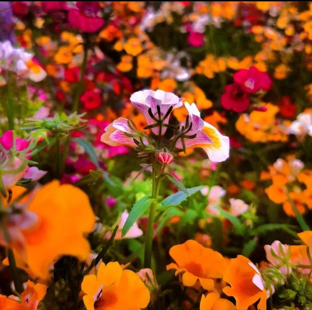 Professional yard cleanup service in Charlotte, NC by Hill Tribe Logging