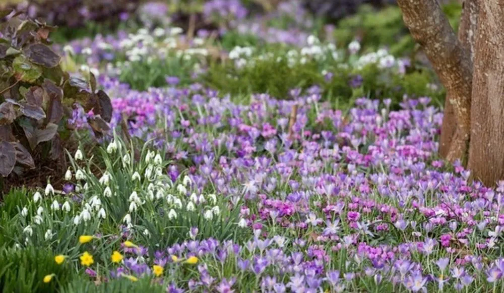 Affordable landscape installation in Charlotte, NC - Hill Tribe Logging