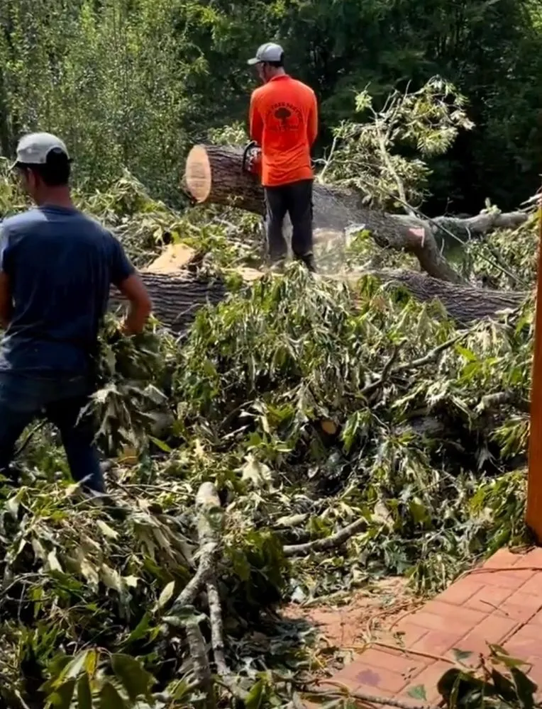 Local landscaping services for residential properties in Charlotte, NC by Hill Tribe Logging