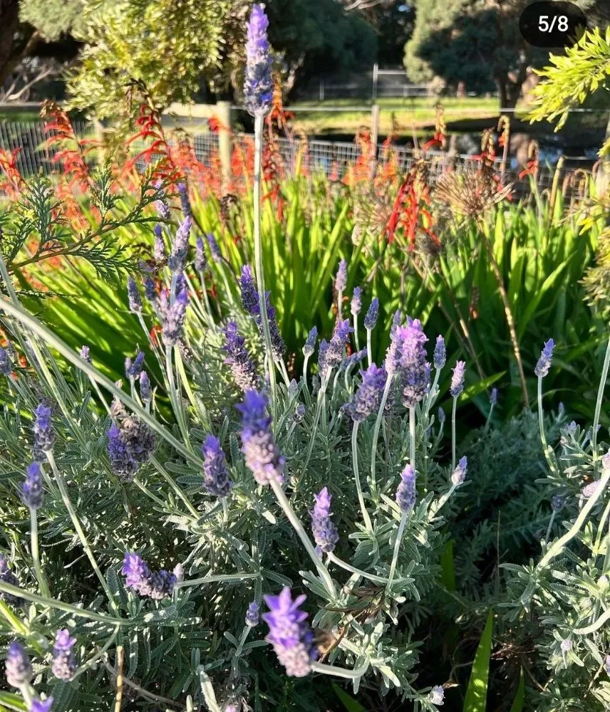 Local garden landscaping near you across Charlotte, NC - Hill Tribe Logging