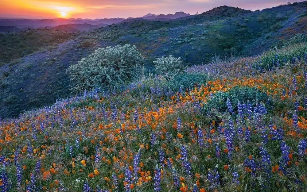 Top-rated landscaping services for homes in Charlotte, NC by Hill Tribe Logging