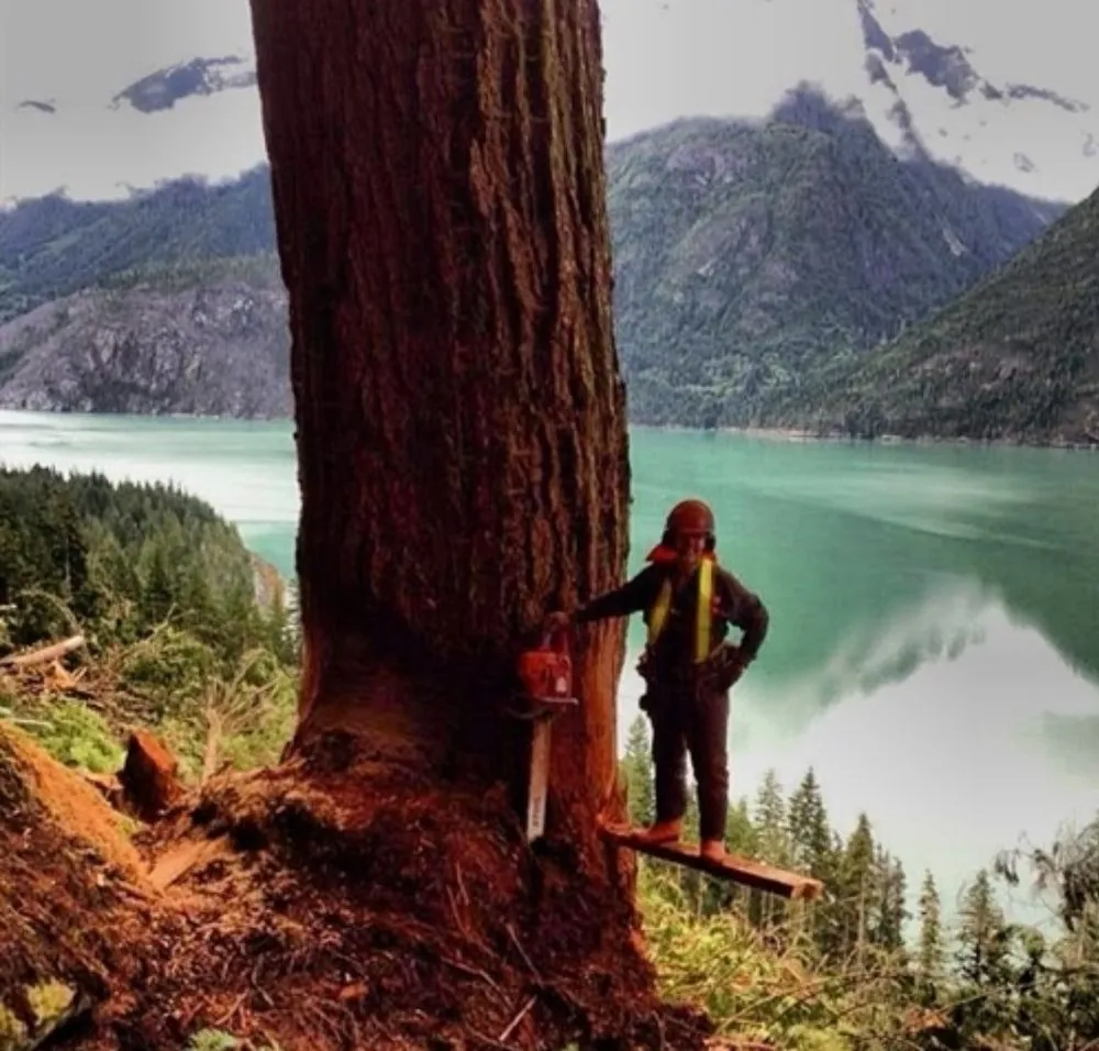 Trusted landscaping services near you across Charlotte, NC - Hill Tribe Logging