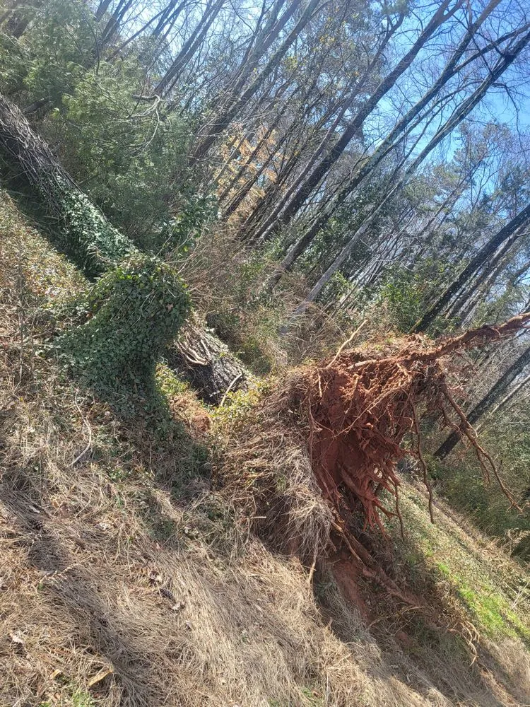 Reliable yard maintenance for year-round maintenance in Charlotte, NC by Hill Tribe Logging