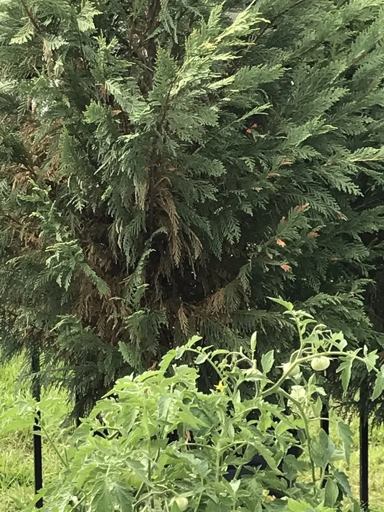 Affordable outdoor landscaping for homes in Conway, SC by Hills Cutting Edge