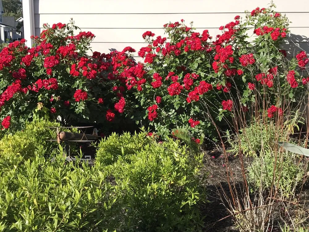 Affordable residential landscaping in Conway, SC - Hills Cutting Edge