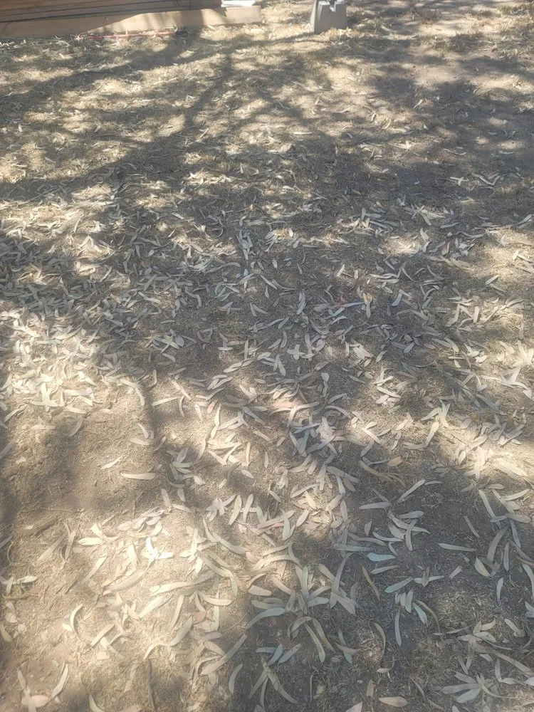 Expert yard cleanup service in Winkelman, AZ by Hills Landscaping