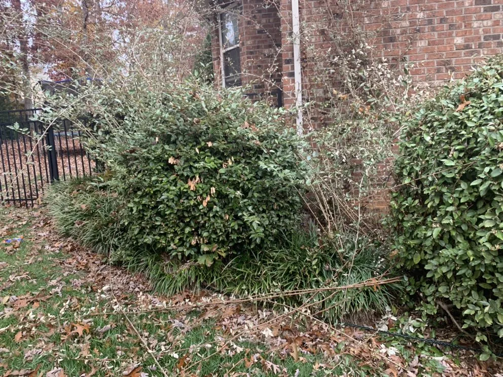 Reliable yard cleanup service for homes in Gold Hill, NC by Hills Lawn Service
