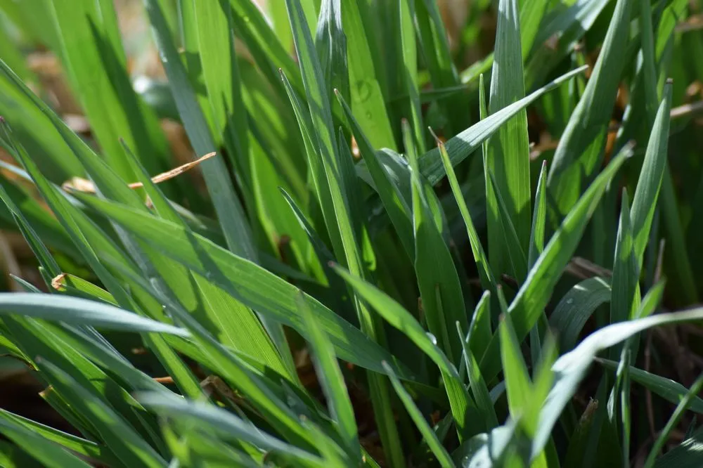 Top-rated garden landscaping for beautiful yards in Loveland, CO by Hill's Mowing Service