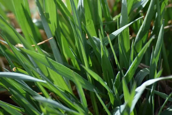 Hill's Mowing Service Logo