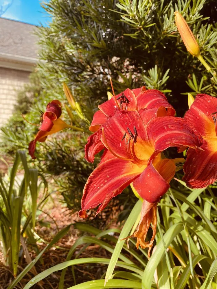 Affordable residential landscaping in Little Mountain, SC - Hillside Lawn and Garden