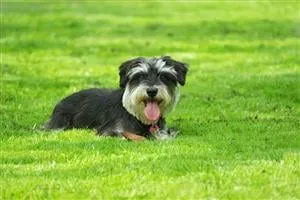 Affordable lawn care service in Churchville, MD - Hillside Lawn Service
