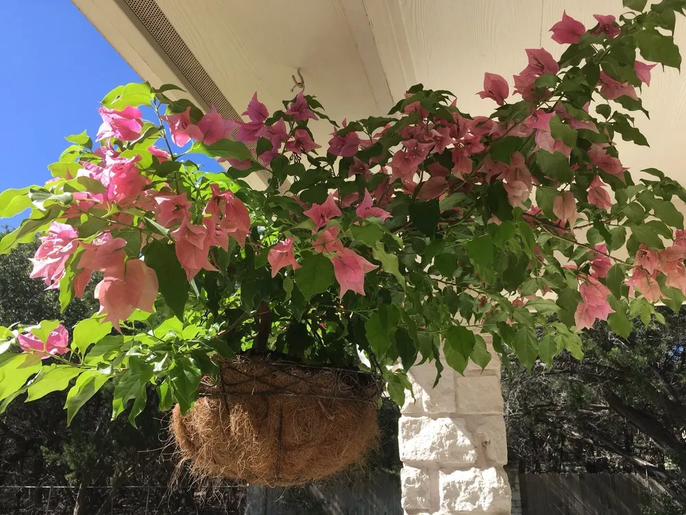 Top-rated lawn mowing service in Georgetown, TX - Hillside Nursery