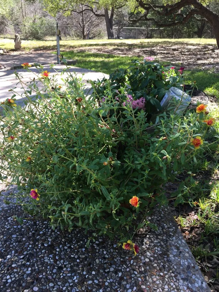 Top-rated lawn care service for residential properties in Georgetown, TX by Hillside Nursery