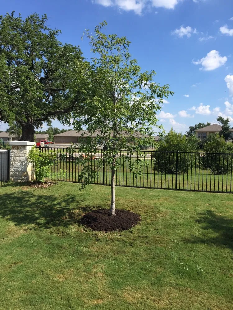 Affordable landscape design in Georgetown, TX by Hillside Nursery