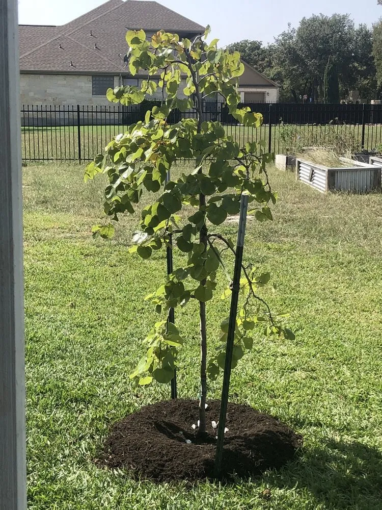 Professional landscape installation for outdoor upgrades across Georgetown, TX - Hillside Nursery