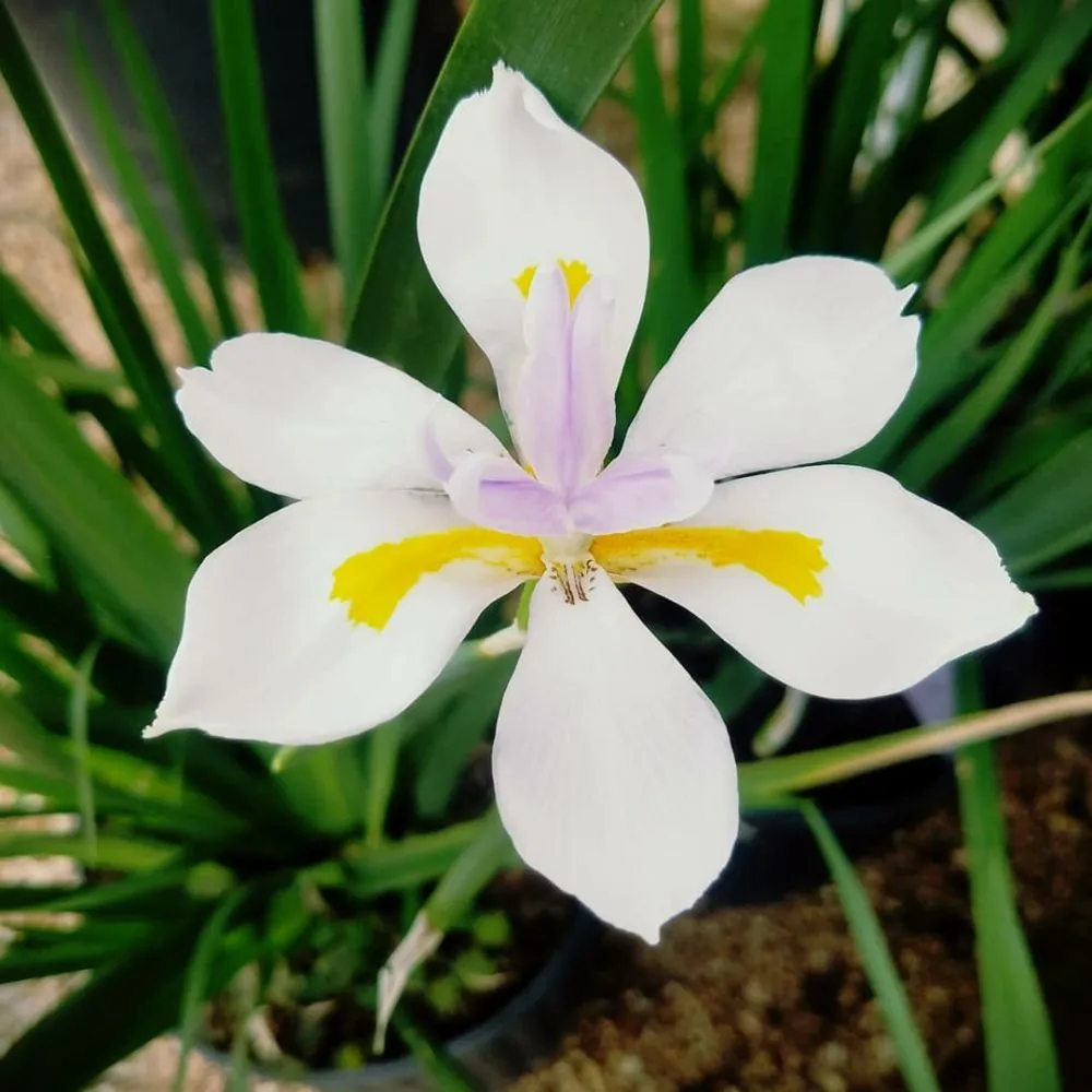 Custom yard maintenance in Georgetown, TX - Hillside Nursery