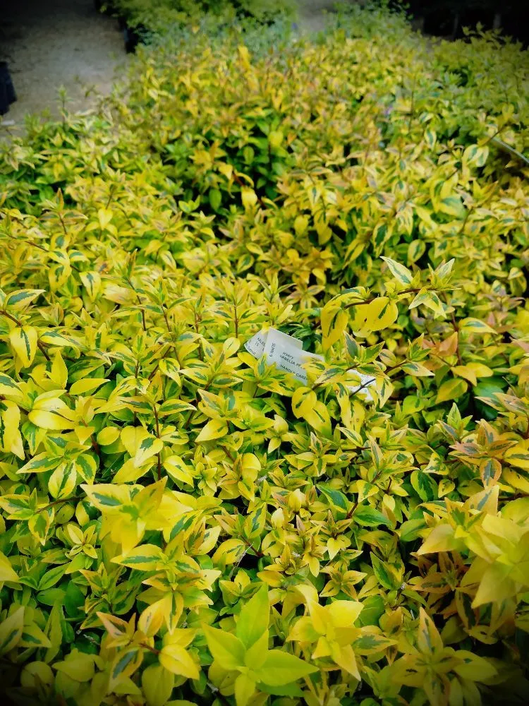 Affordable landscape design in Georgetown, TX - Hillside Nursery