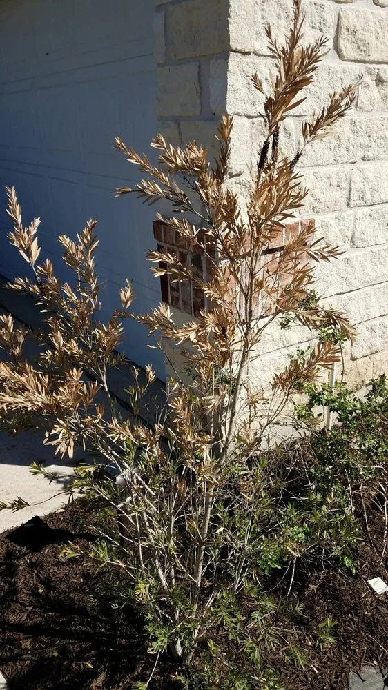 Trusted yard cleanup service in Georgetown, TX - Hillside Nursery