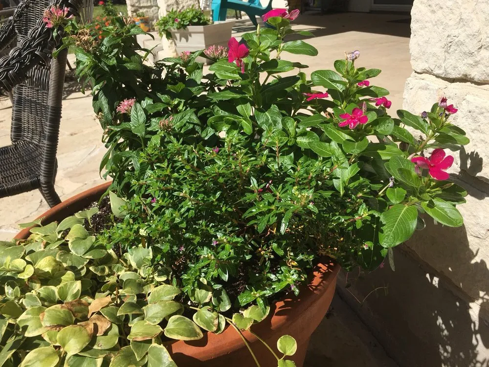 Reliable outdoor landscaping in Georgetown, TX by Hillside Nursery