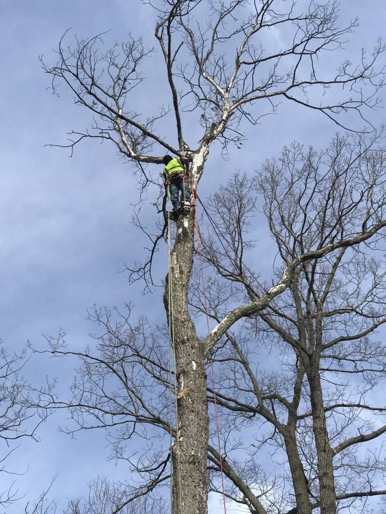 Custom landscape design with custom design in Culpeper, VA by Hillside Tree and Landscaping