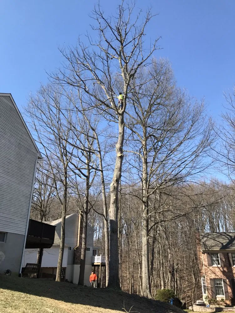 Top-rated residential landscaping experts serving Culpeper, VA - Hillside Tree and Landscaping