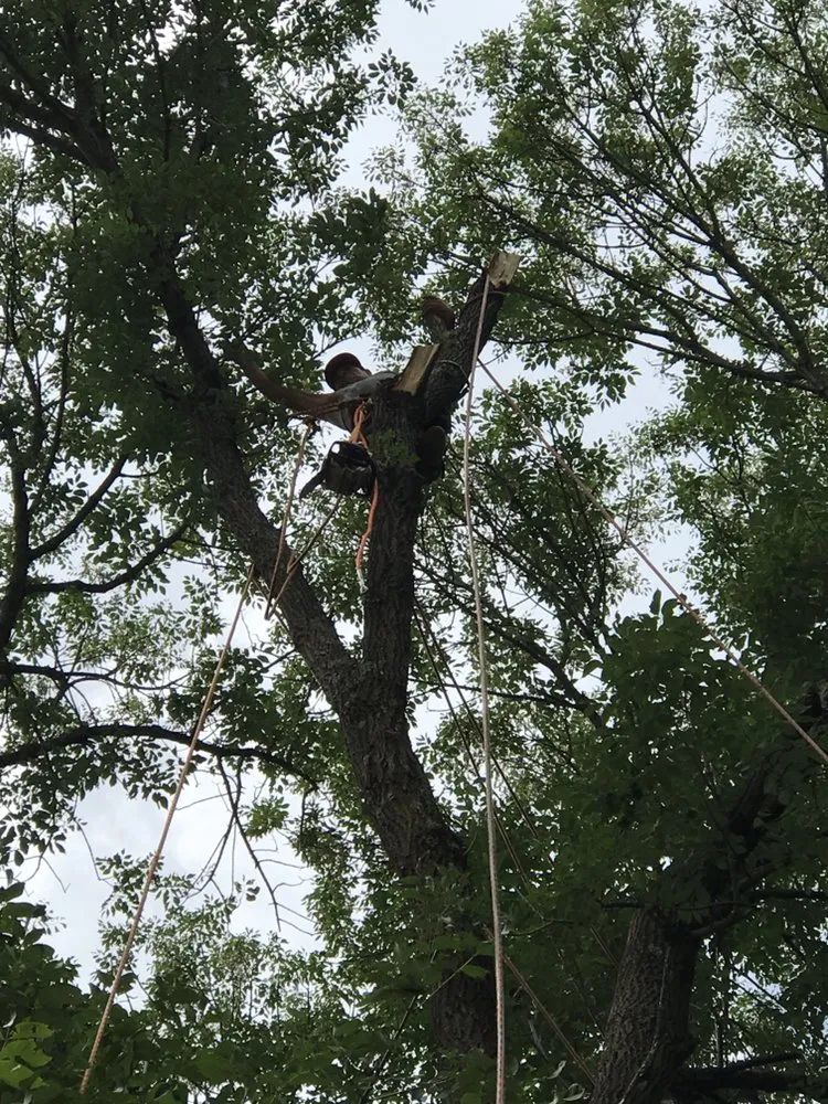 Reliable landscape installation experts serving Culpeper, VA - Hillside Tree and Landscaping