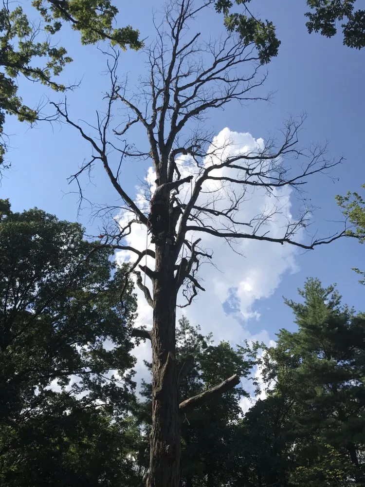 Expert yard maintenance for year-round maintenance across Culpeper, VA - Hillside Tree and Landscaping