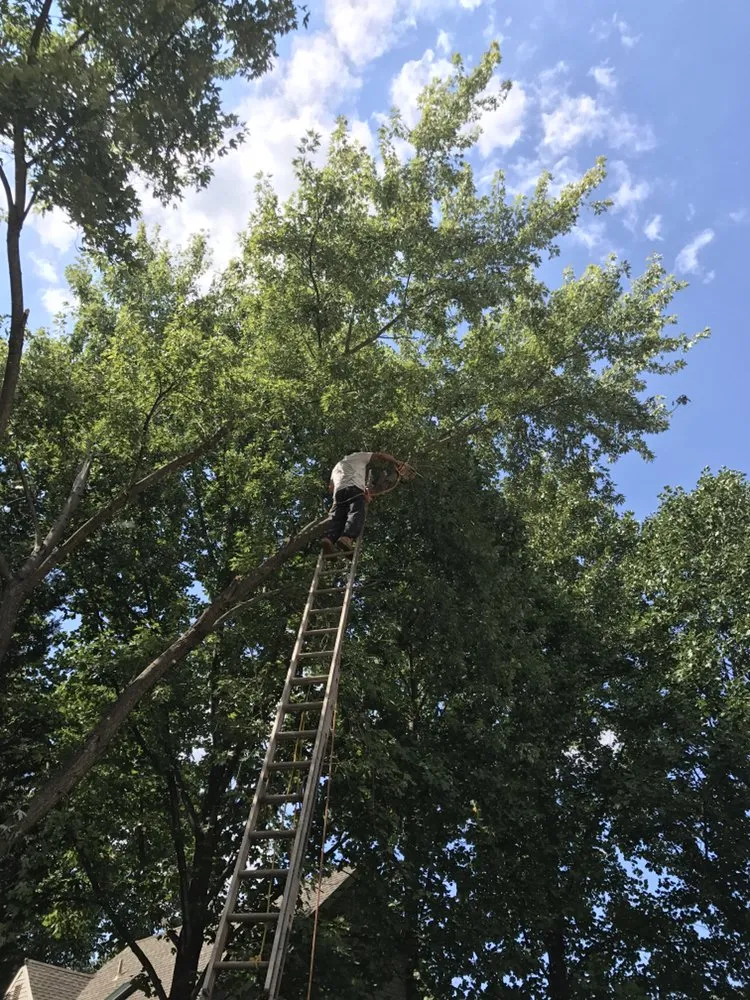 Local outdoor landscaping near you in Culpeper, VA by Hillside Tree and Landscaping