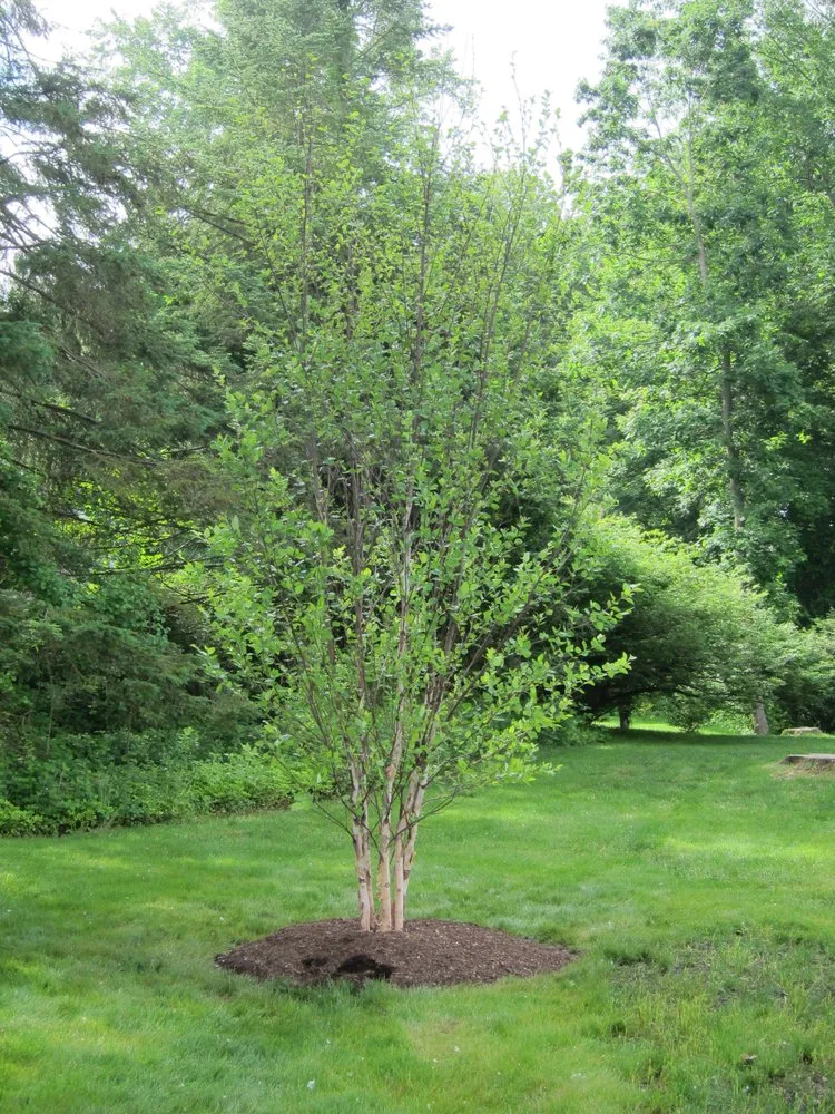 Professional landscaping services in Orange, CT by Hilltop Turf & Landscaping