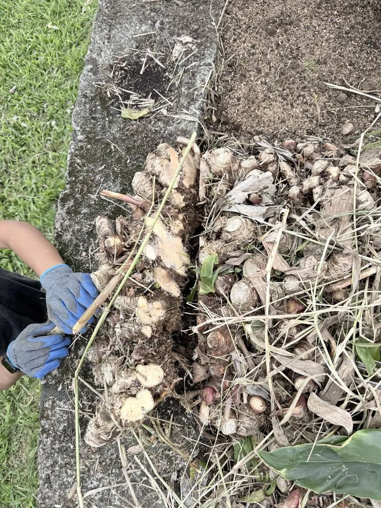 Top-rated residential landscaping experts serving Hilo, HI - Hilo Helpers