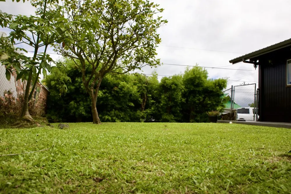 Expert landscaping services in Keaau, HI by Hilo Turf