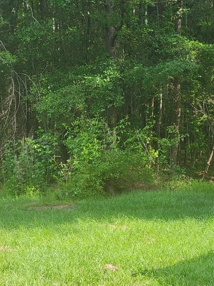 Reliable residential landscaping for year-round maintenance across Cope, SC - Hilton's Lawncare and Pressure Washing