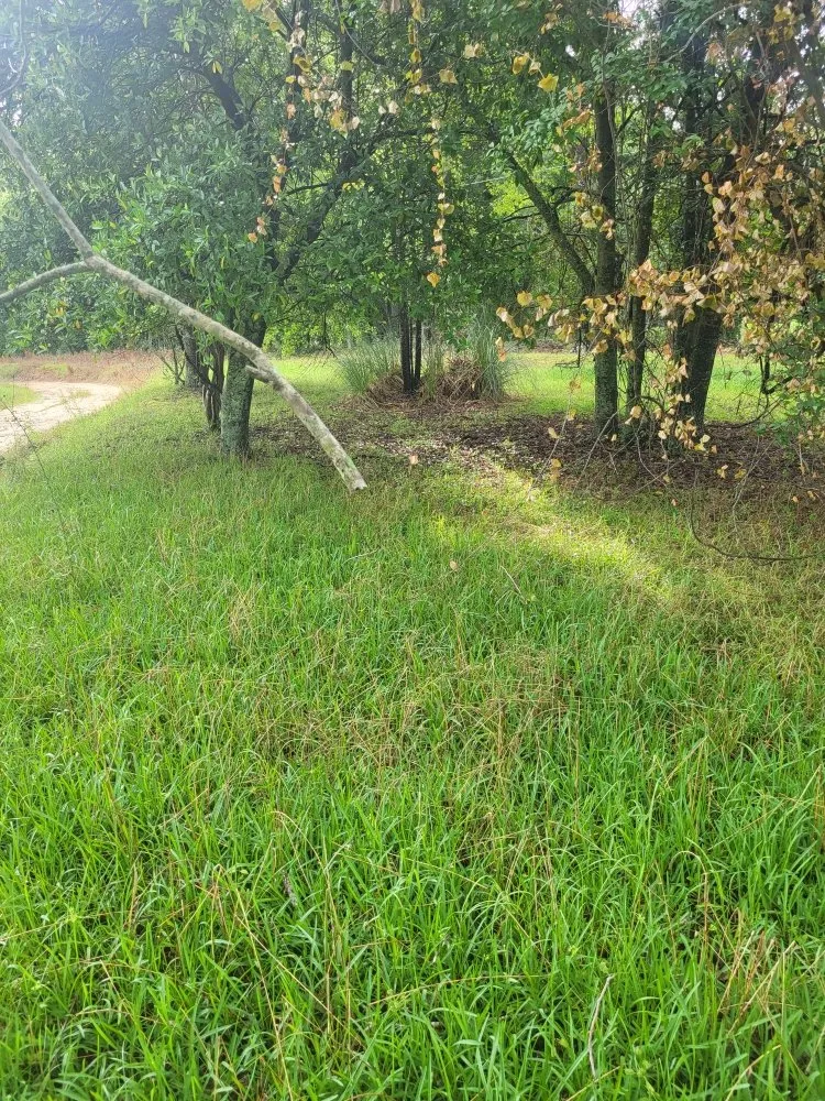 Top-rated lawn care service experts serving Cope, SC - Hilton's Lawncare and Pressure Washing