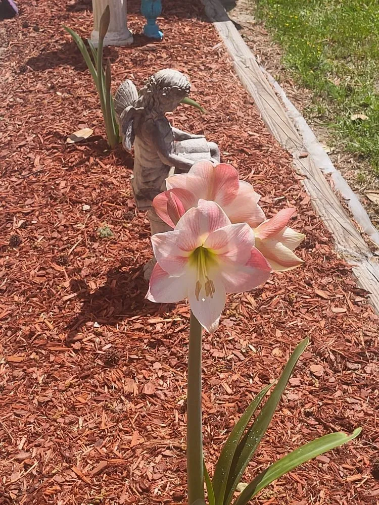 Custom yard maintenance for homes across Cope, SC - Hilton's Lawncare and Pressure Washing
