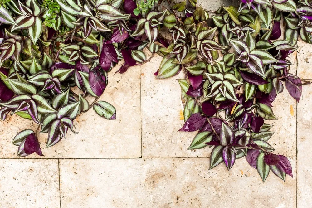 Local yard maintenance experts serving Chicago, IL - Himsben Design Studio